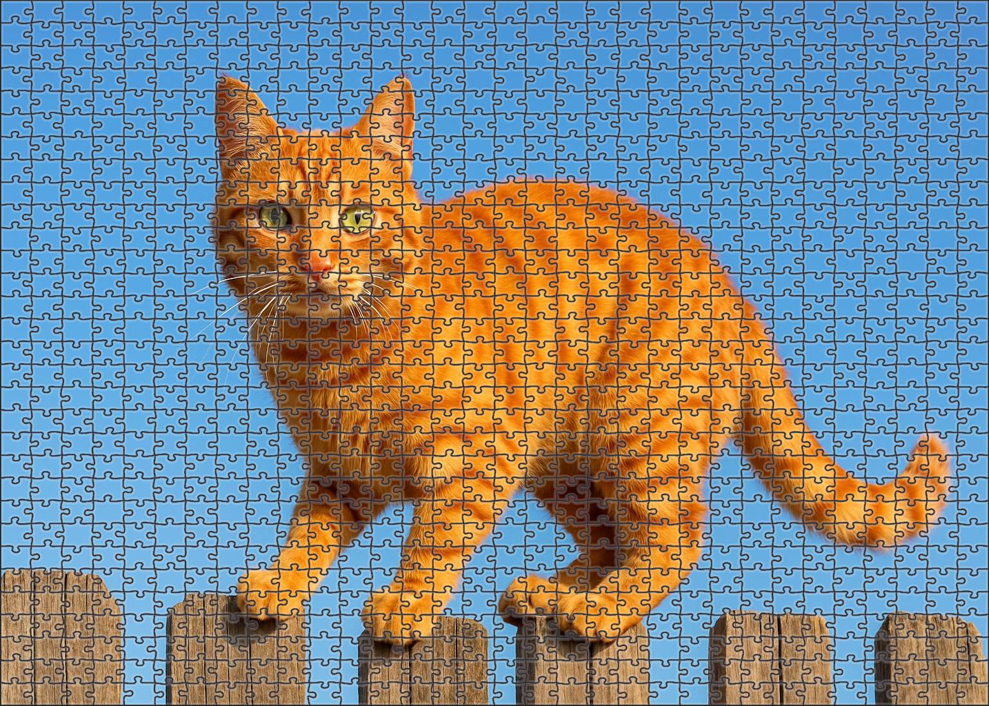Copper Blaze Fiery Orange Tabby With Spirited Temperament Challenging Puzzles