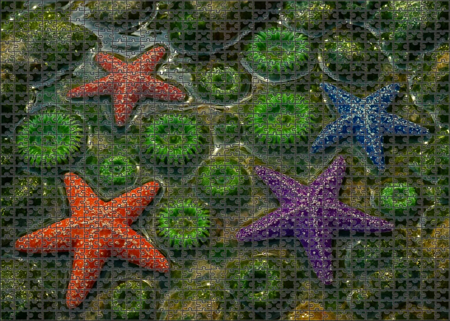 Silver Tide Pool Mosaic Puzzle Fun