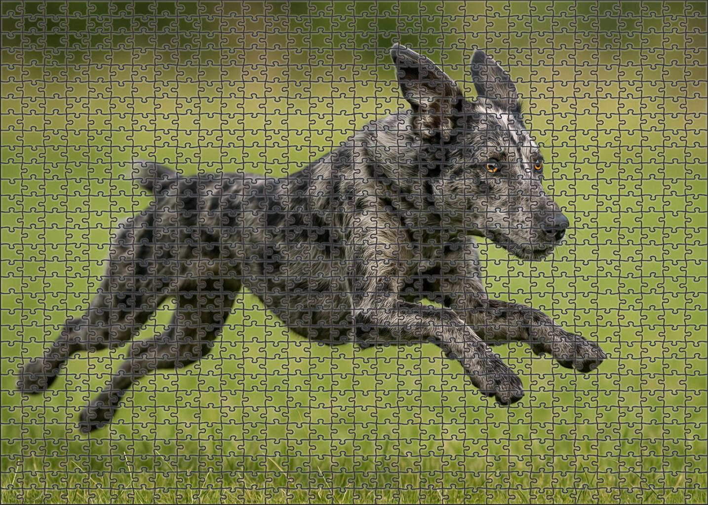 Dusky Marble Mottled Gray-black Herding Dog With Agile Grace Puzzle For Kids