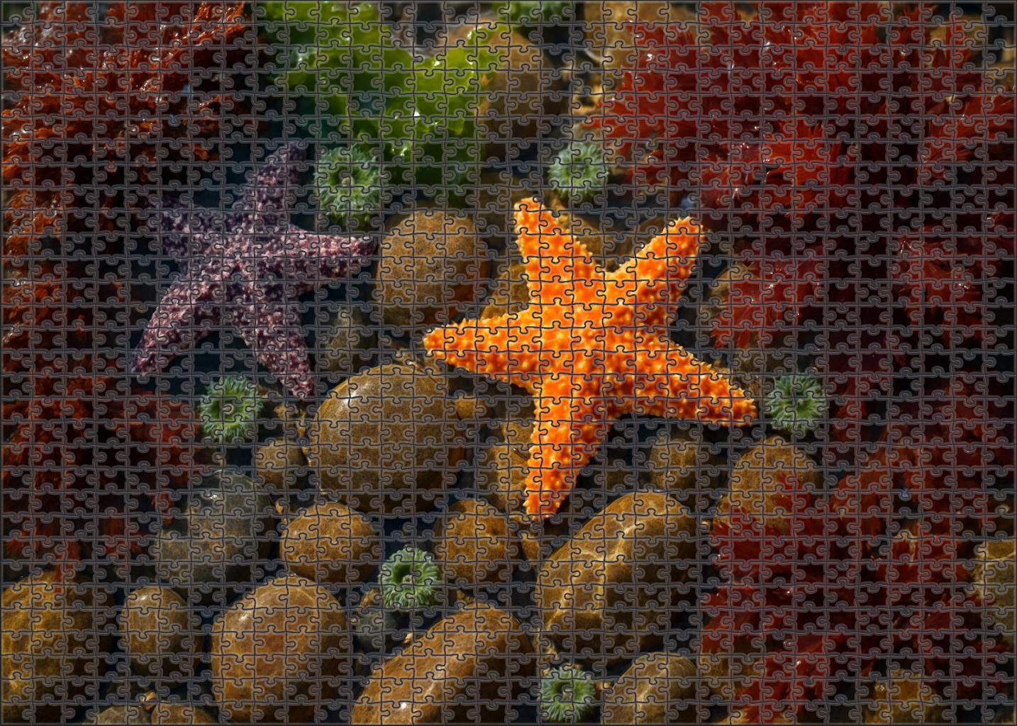 Glistening Tidepool Mosaic Microcosm Of Rocky Intertidal Life 20 Piece Puzzle