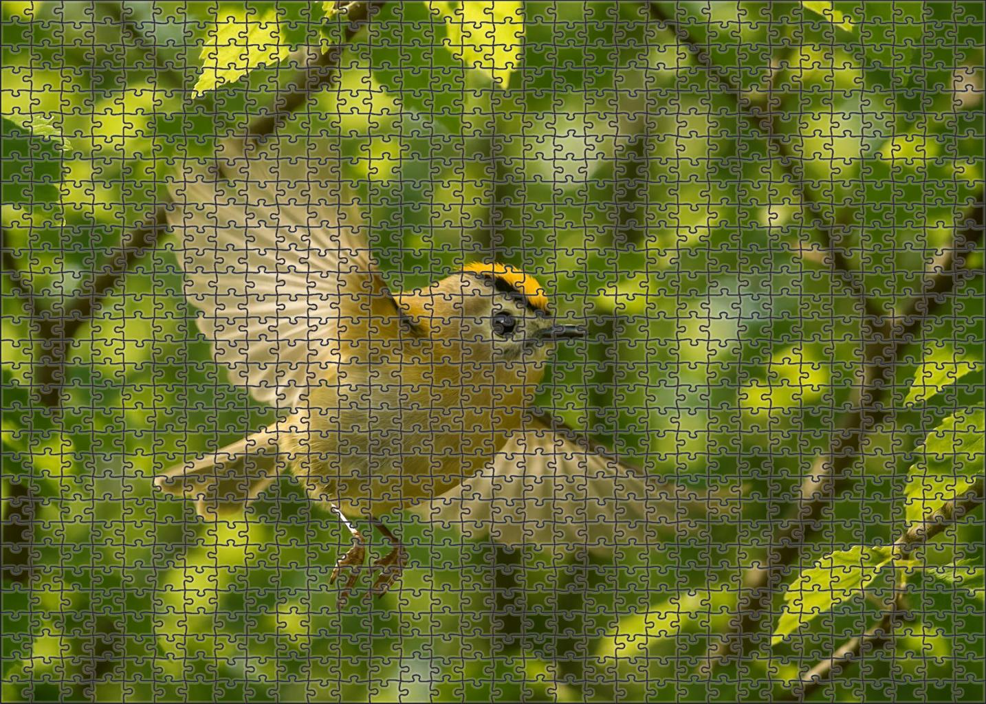 Golden-crested Warbler The Canopy Spark Easy Puzzles