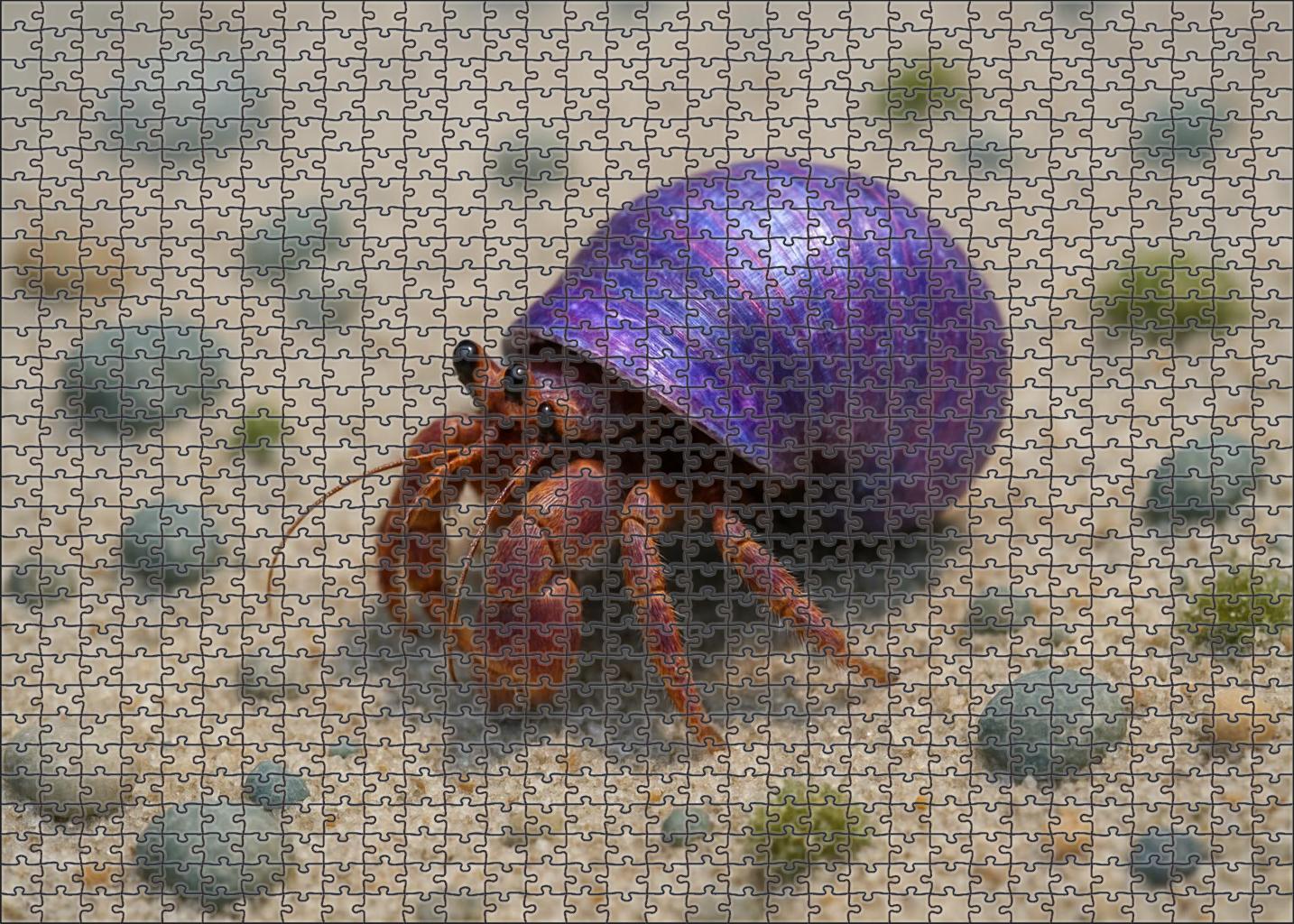 Violet Tide Hermit Crab Agile Scuttler With Iridescent Shell Camouflage Puzzle For Adults