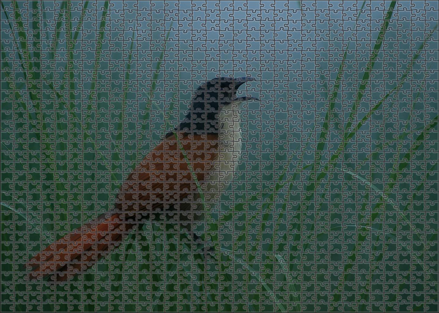 Coppery-tailed Coucal Elusive Ground-dwelling Hunter Puzzle For Kids