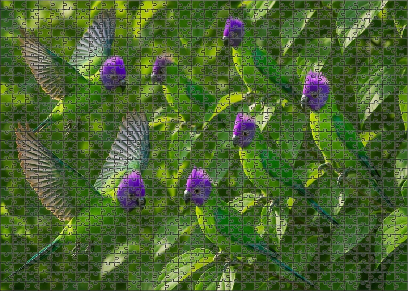 Plum-crested Parakeet Vibrant Canopy Dancer Premium Puzzle Pieces