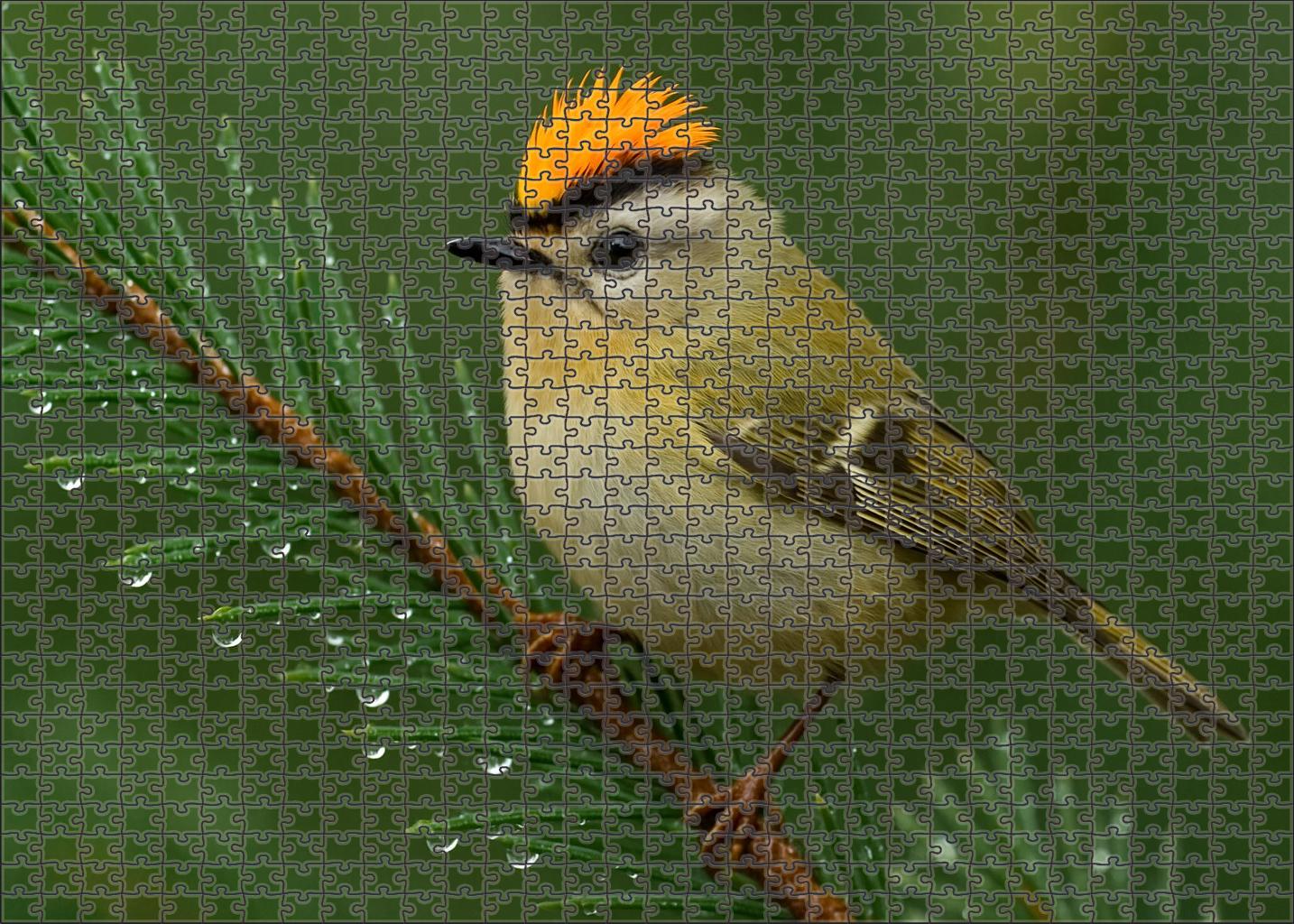 Golden-crested Kinglet Tiny Forest Firebrand Puzzle Fun