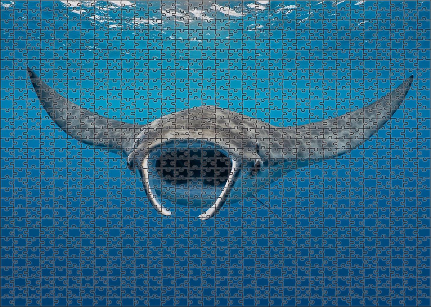 Dusky Manta Calf Gentle Filter-feeder With Expansive Winglike Pectorals 300 Piece Puzzle