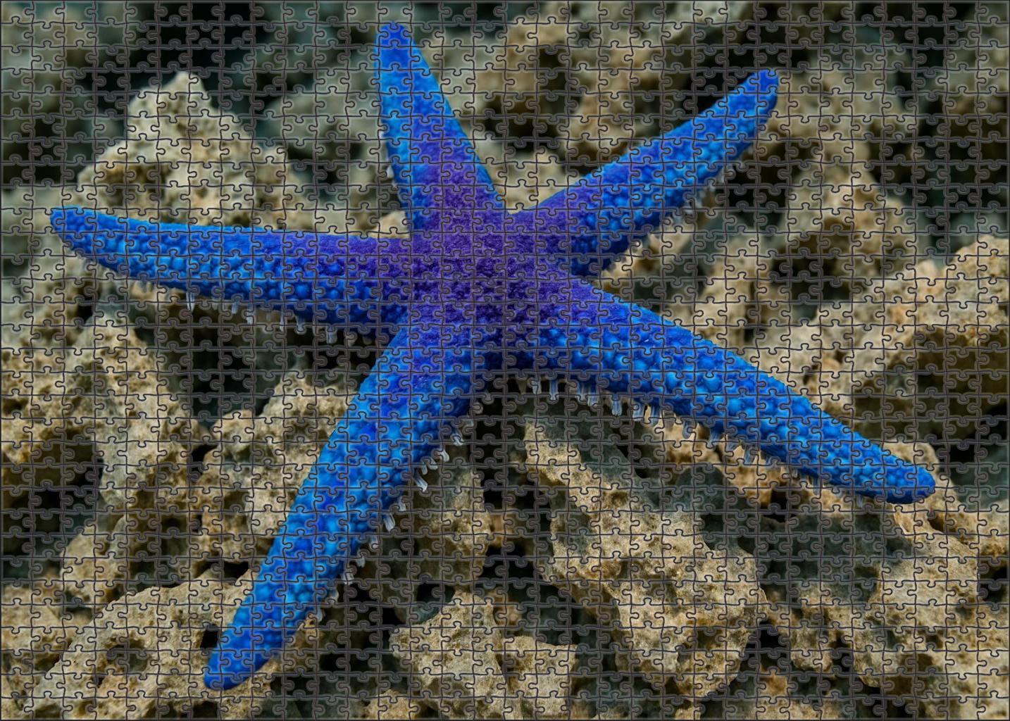 Celestial Sea Star Five-armed Coral Hunter Challenging Puzzles
