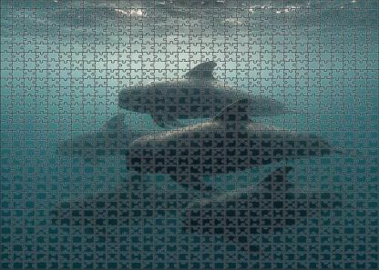 Slateback Pilot Whale Sleek Social Marine Mammal With Distinctive Dorsal Marking Puzzle Fun