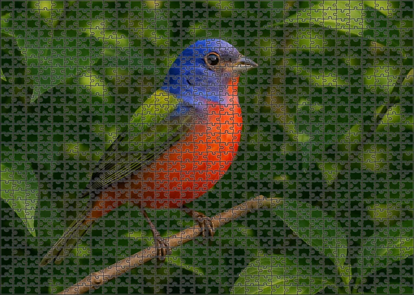 Painted Bunting Living Rainbow Custom Jigsaw Puzzle
