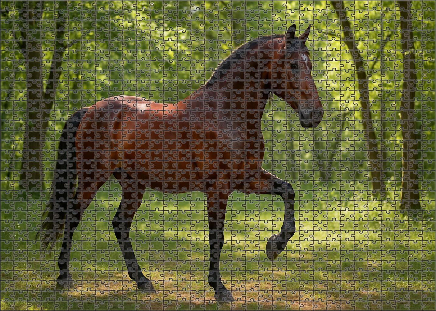 Dusky Valley Walker Graceful Bay Gaited Gelding Challenging Puzzles