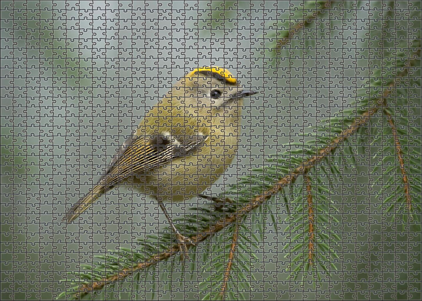 Golden-crowned Kinglet Tiny Woodland Sprite Large Format Puzzle