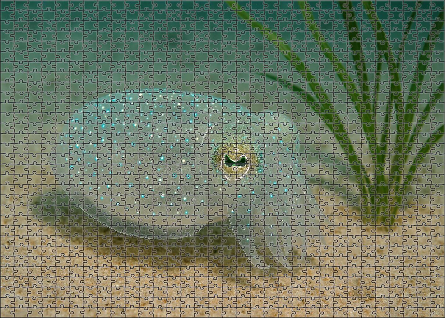 Glass-spotted Cuttlefish Translucent Hunter With Reactive Color Display Puzzle Collection