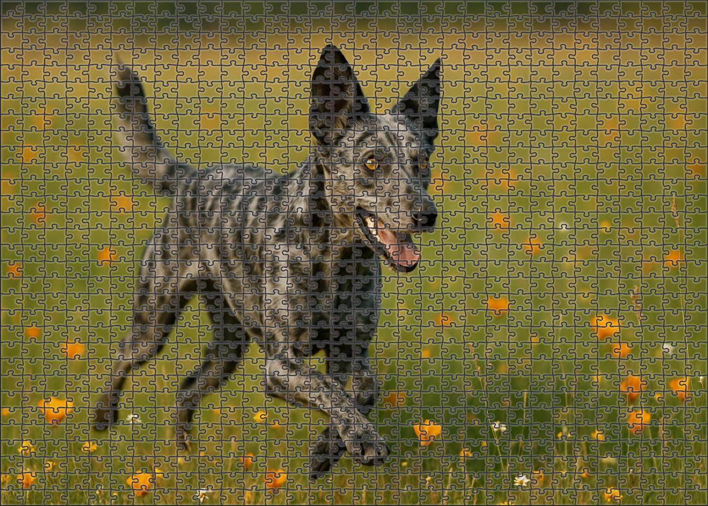 Silver Ripple Shimmering Gray Merle Herding Dog With Spirited Energy 200 Piece Puzzle