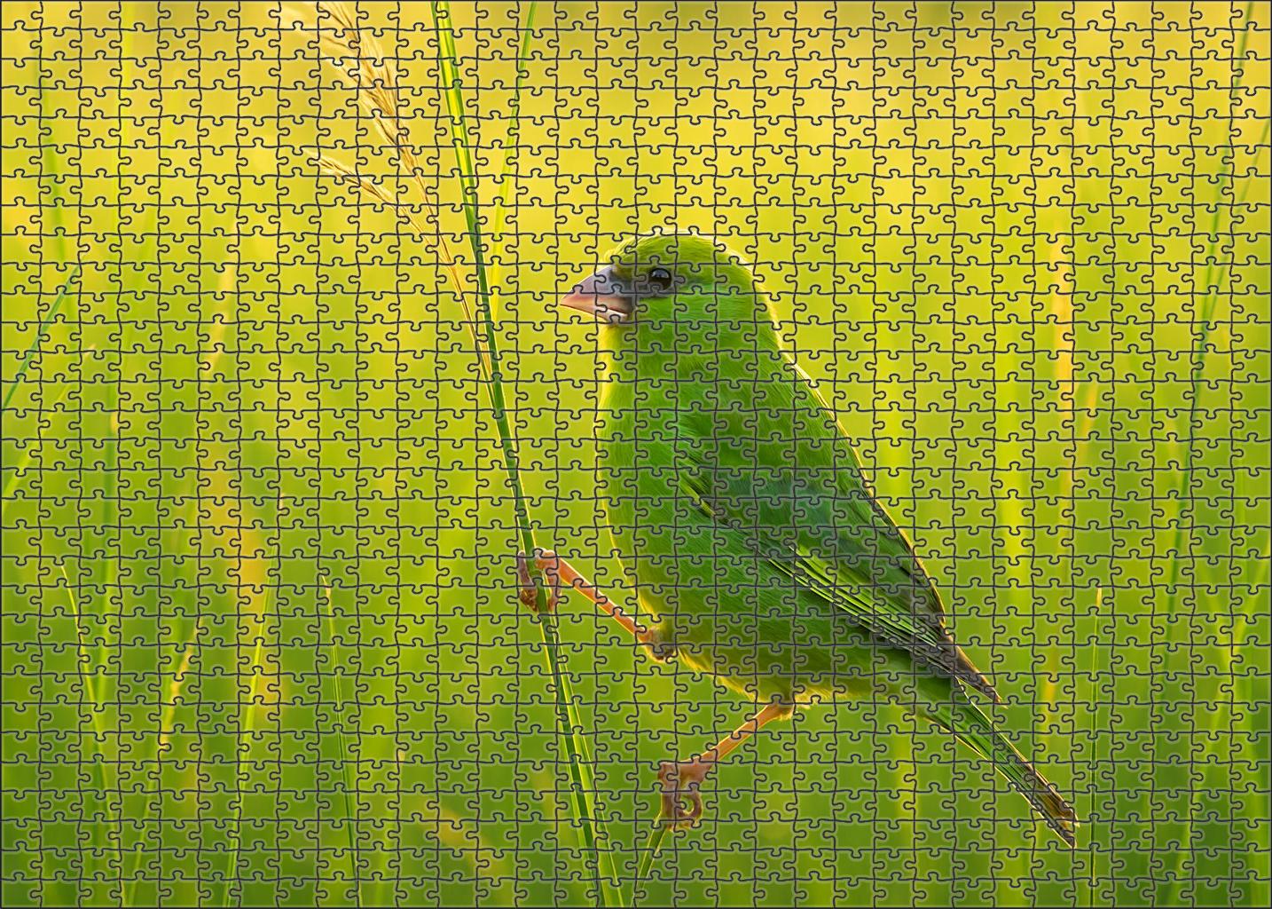 Emerald Finch Tiny Gem Of The Grasslands Puzzle Fun
