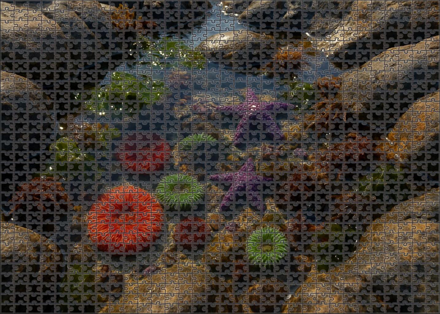 Tidepool Garden Bay Rocky Pools And Marine Diversity Easy Puzzles