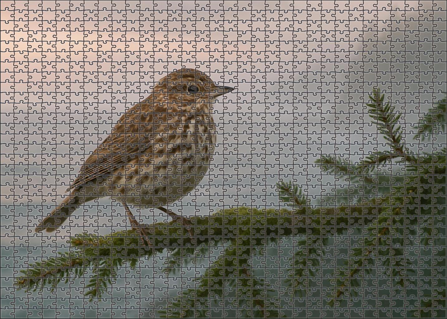 Marbled Murrelet The Secretive Sea Nester Easy Puzzles