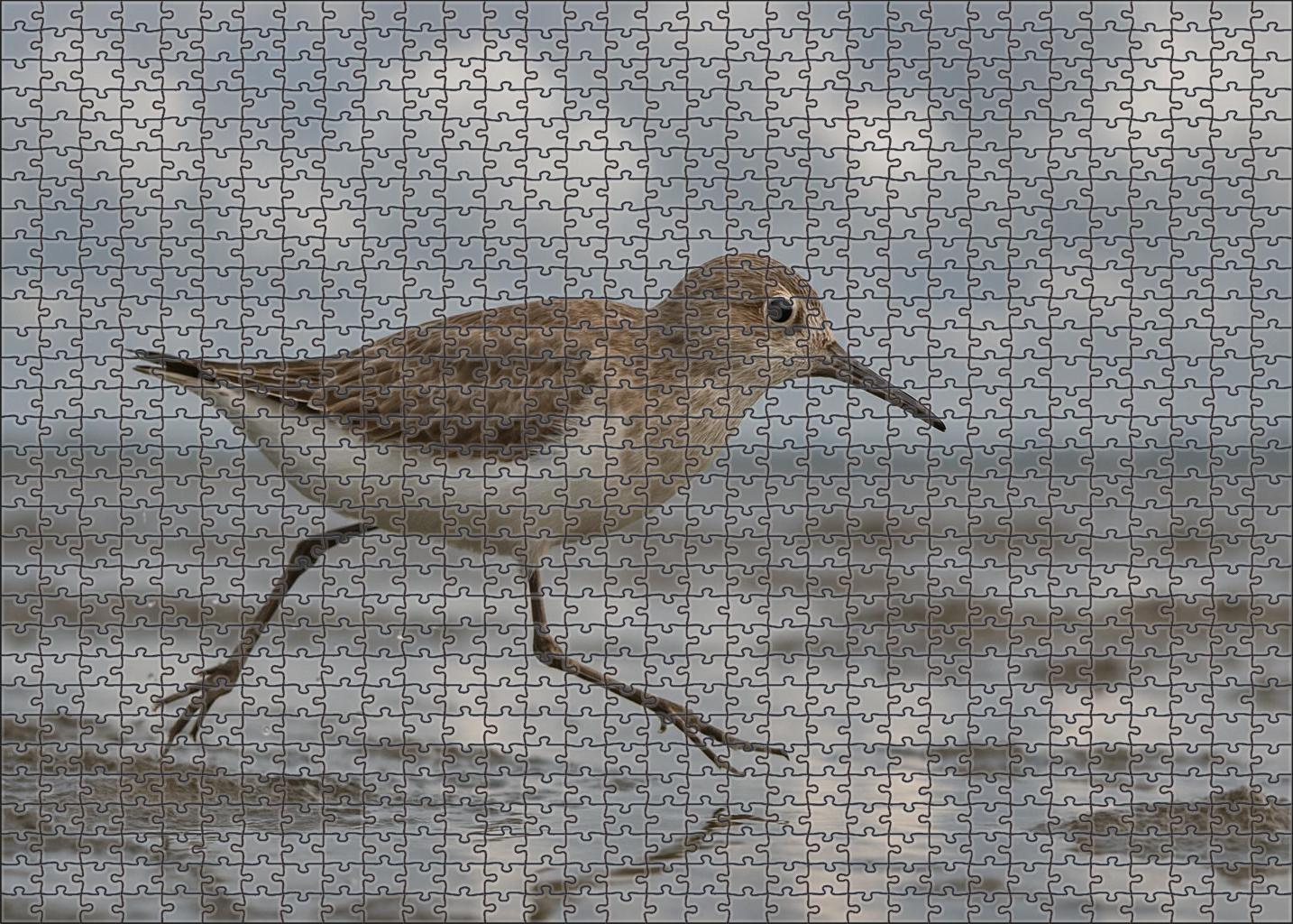 White-rumped Sandpiper Agile Shoreline Specialist Puzzle Fun