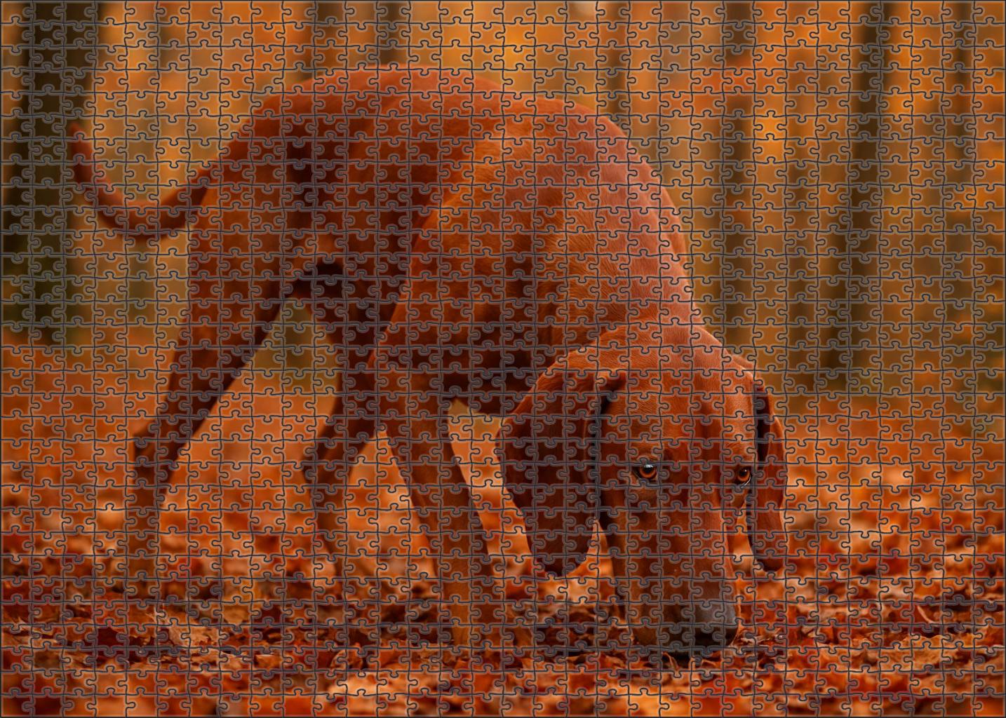 Crimson Drift Vibrant Red Coated Scent Hound With Gentle Eyes 200 Piece Puzzle