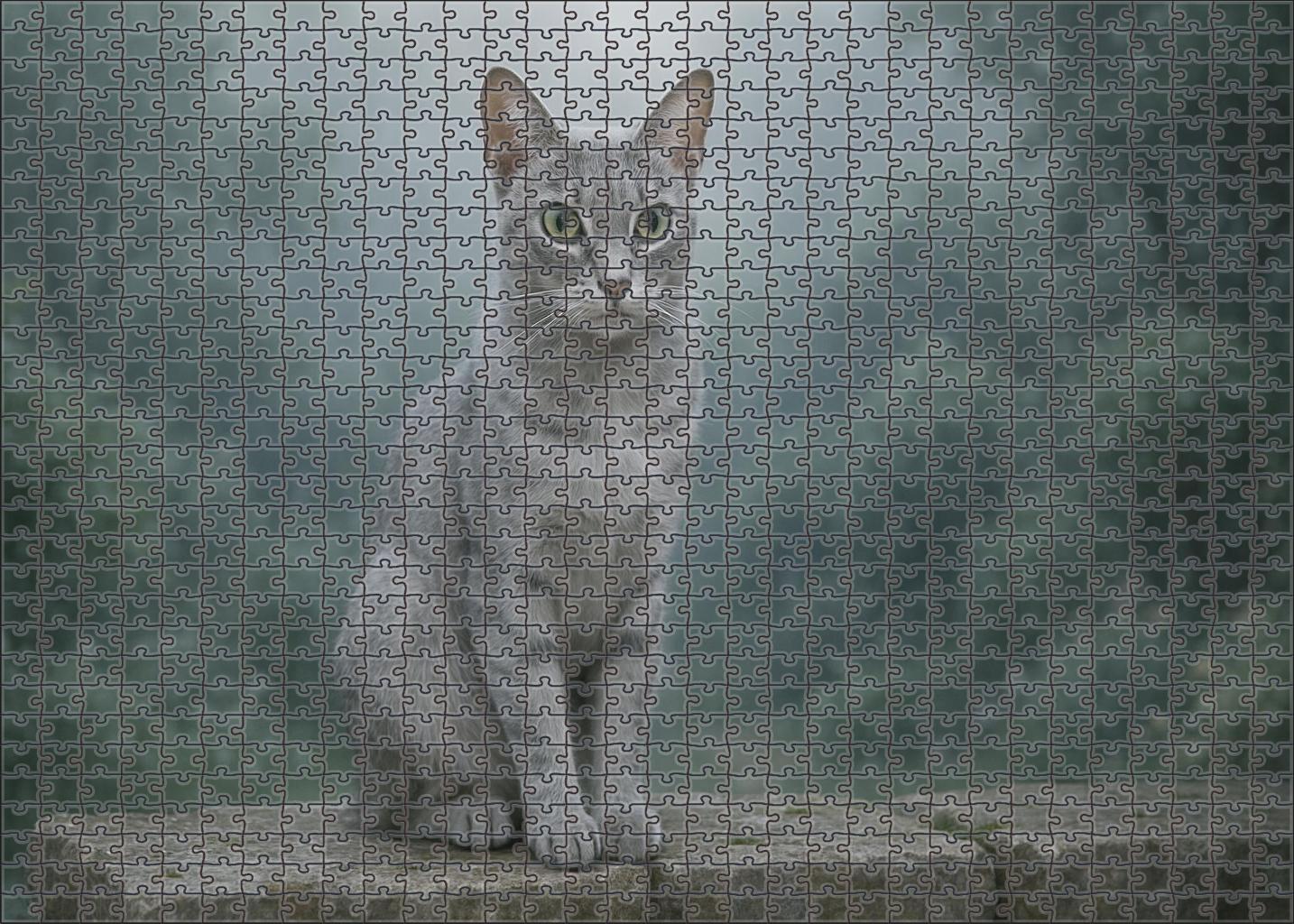 Silver Shadow Sleek Silver Coat With Calm Vigilance Puzzle Fun