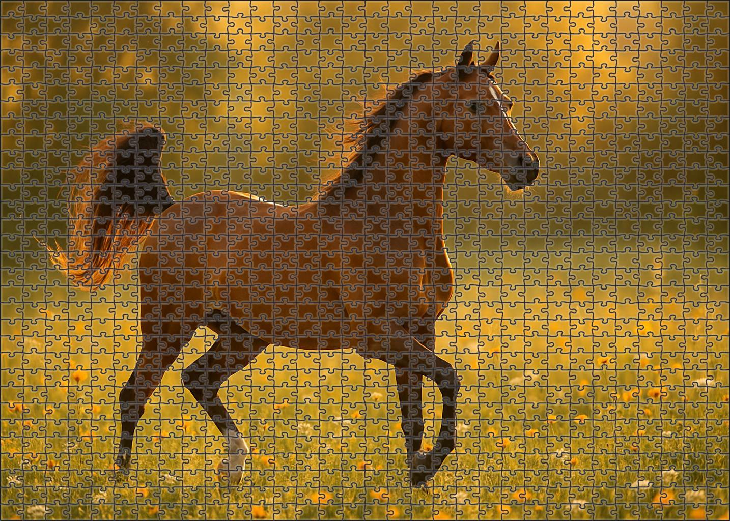 Sunlit Amber Arabian Radiant Bay Mare With Refined Features Large Format Puzzle