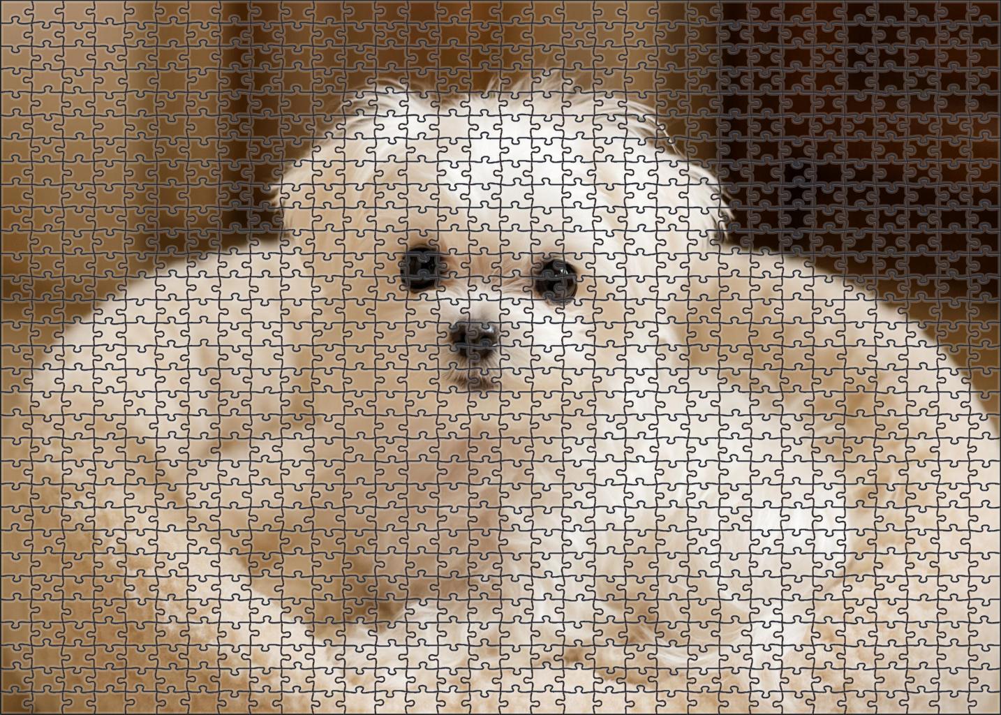 Pearl Mist Silky White Toy Breed With Playful Intelligence Puzzle For Kids