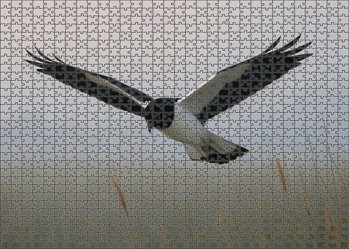 Pied Harrier Graceful Marshland Hunter Puzzle Fun