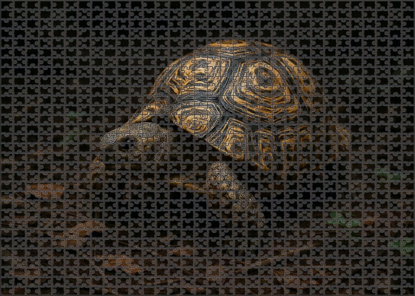 Marbled Leaf-back Tortoise Forest Floor Dweller With Intricate Shell Patterns Puzzle Fun