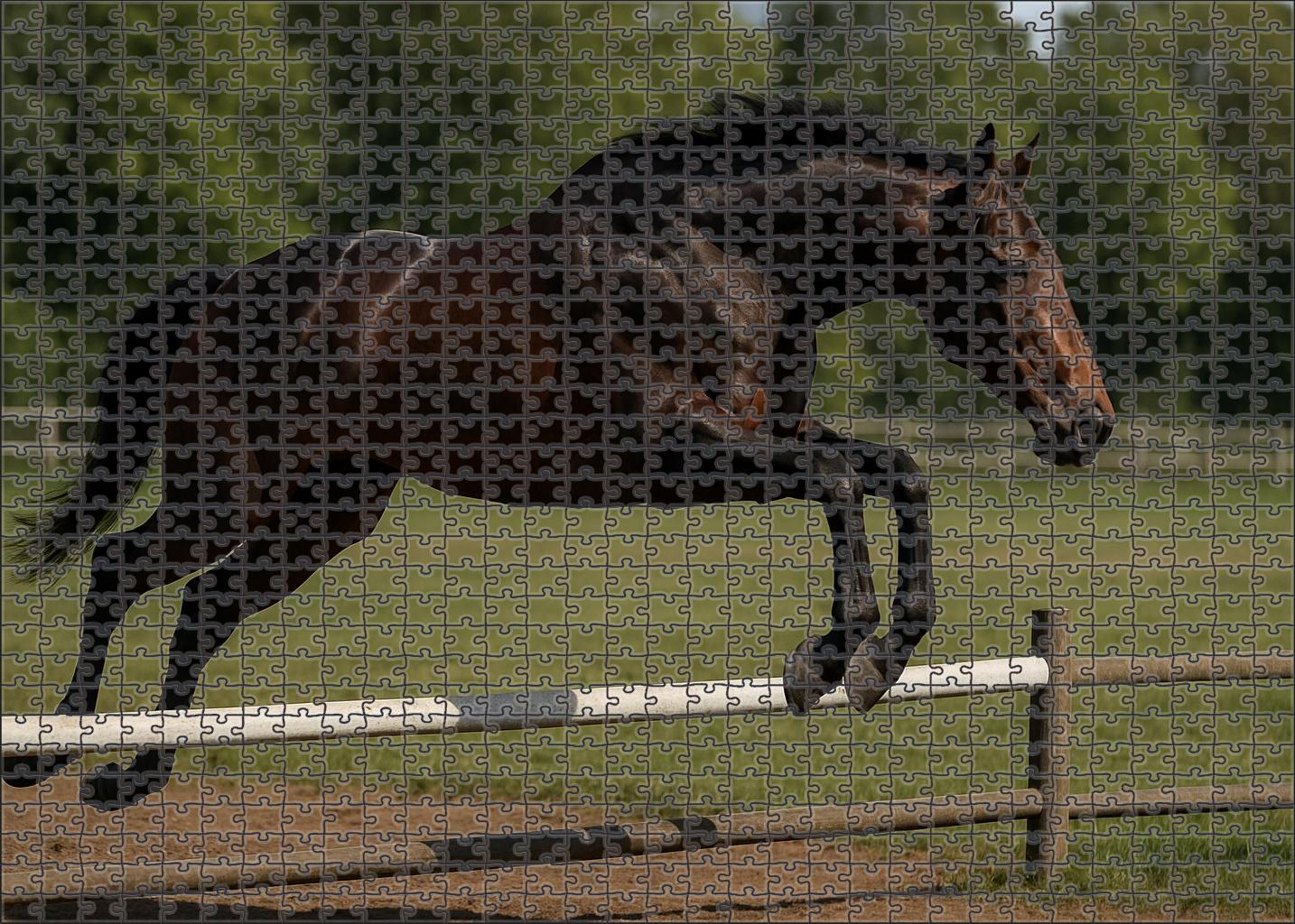 Maple Ridge Warmblood Gelding Challenging Puzzles