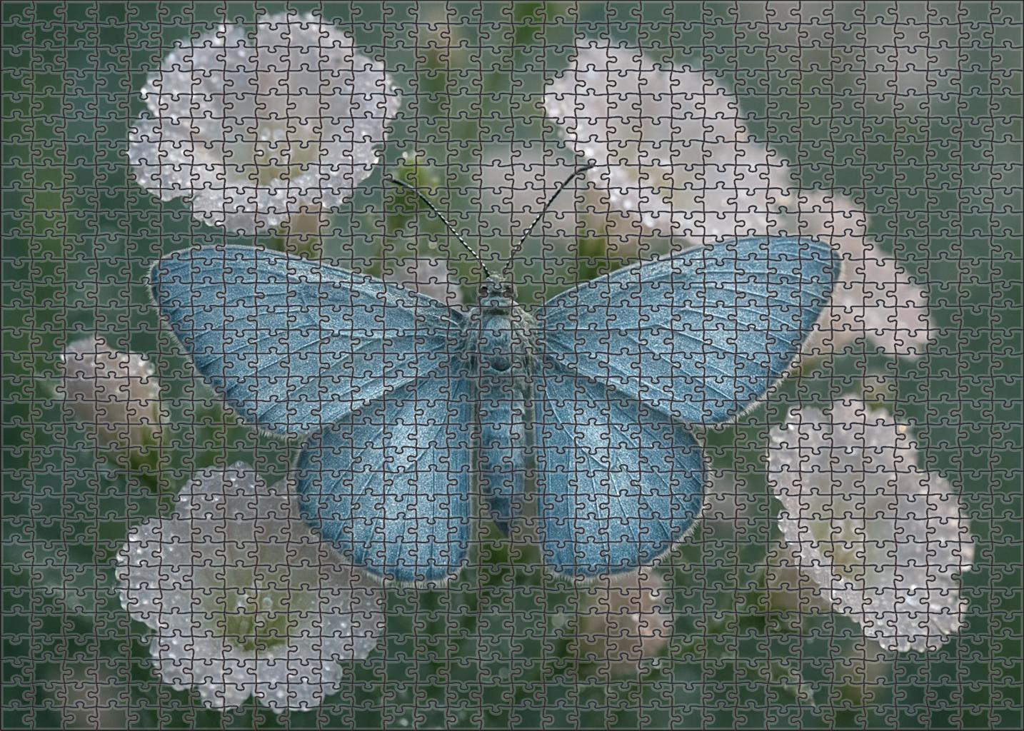 Silver Dew Moth Dawn-active Pollinator With Reflective Wings Puzzle Collection