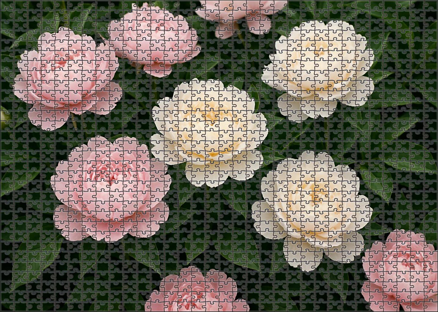 Blushing Peony Haven Family Puzzles