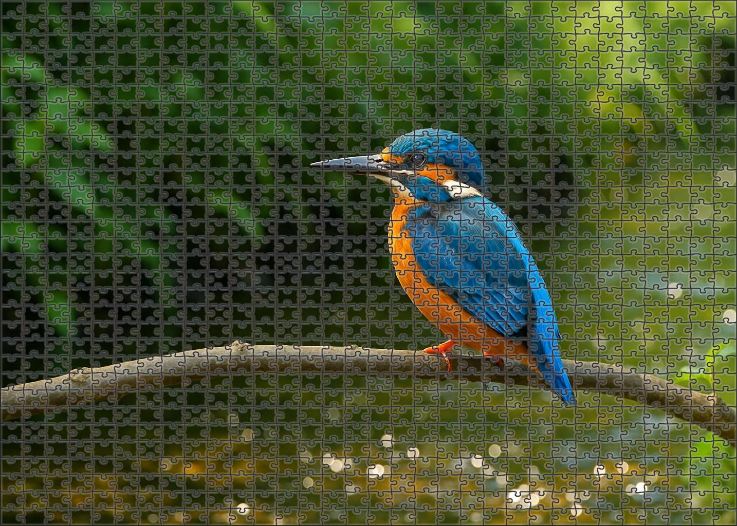 Azure Kingfisher The Jewel Of Riverbanks Puzzle Challenge
