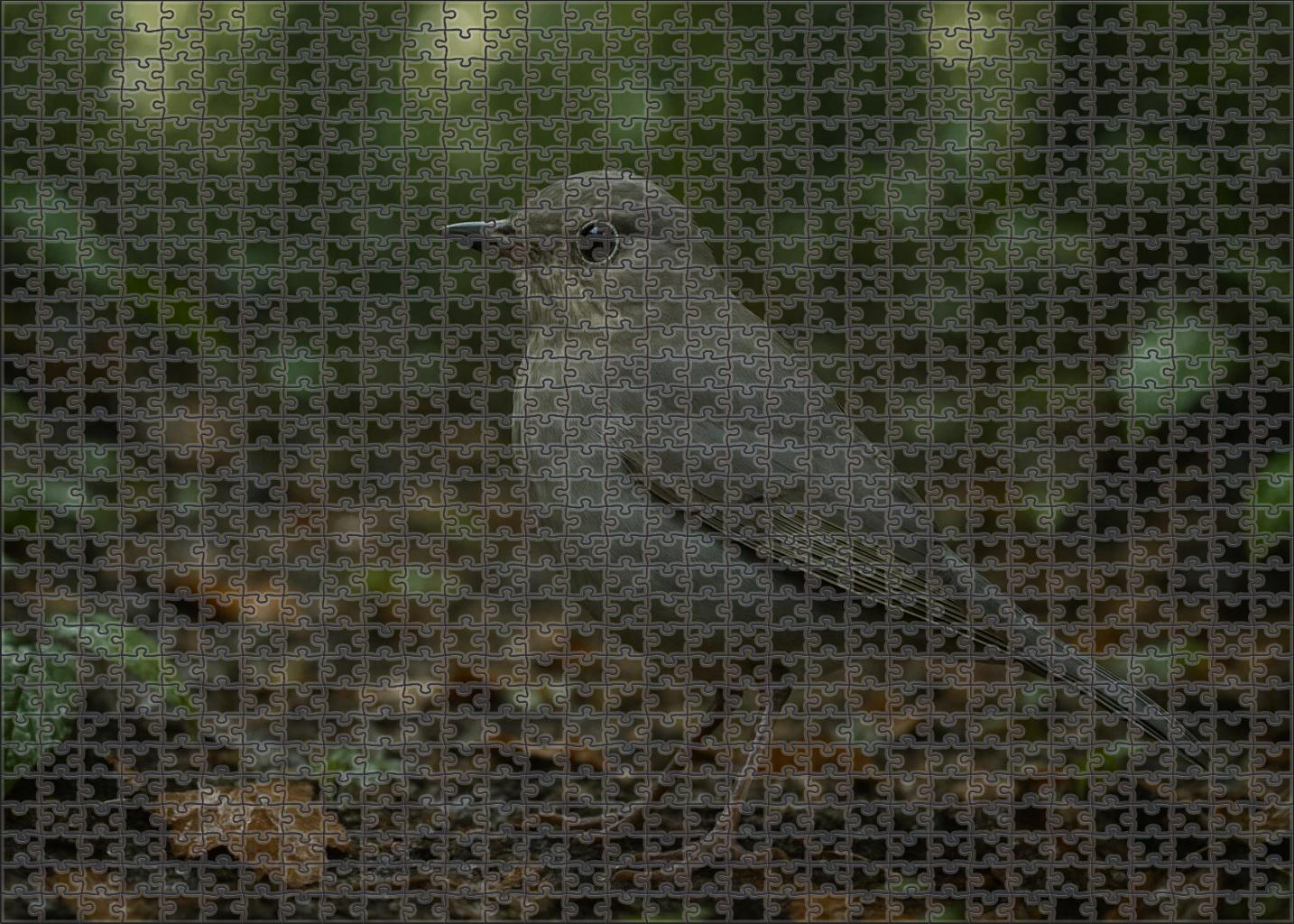 Sooty Thrush Forest Floor Forager 50 Piece Puzzle