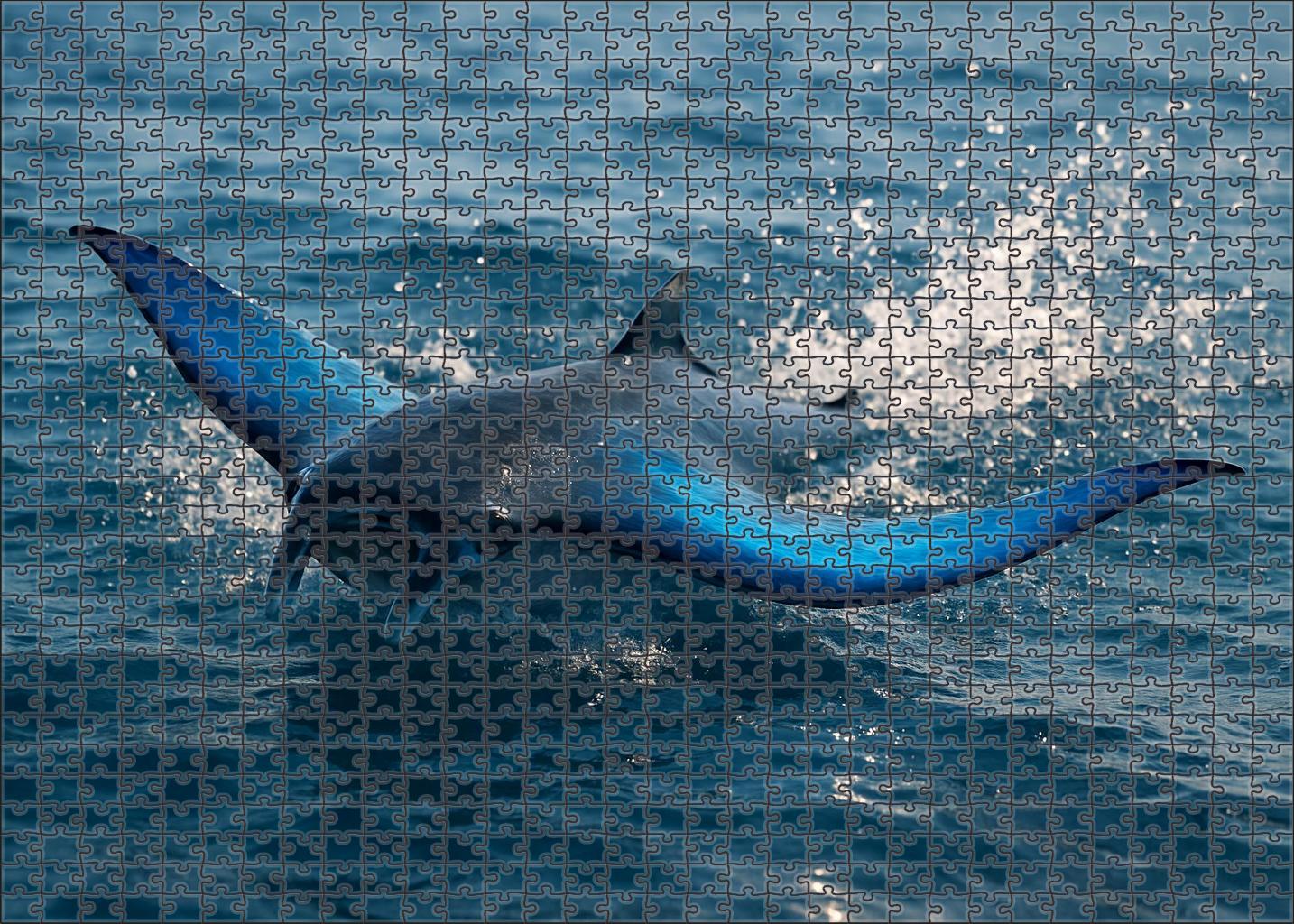 Sapphire Tide Glider Coastal Marine Flier 50 Piece Puzzle