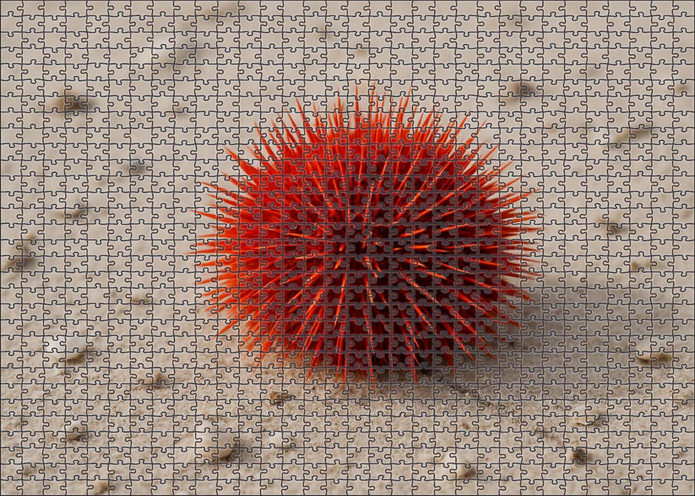 Crimson Spine Urchin Spiny Sentinel Of Sandy Slopes 200 Piece Puzzle