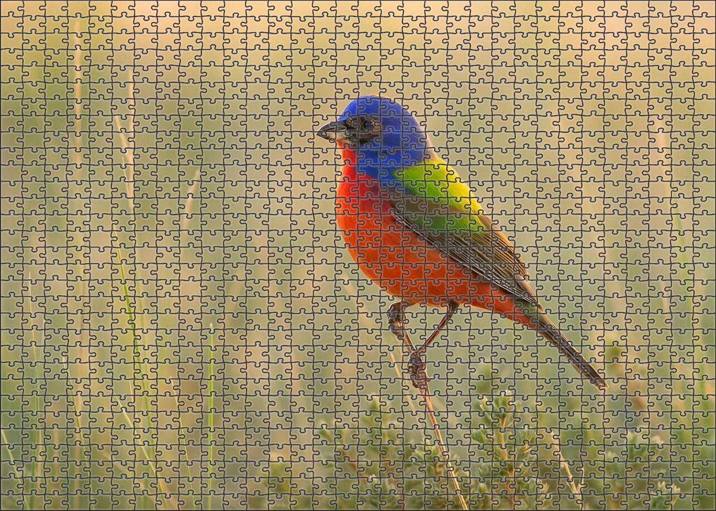 Painted Bunting Rainbow Of The Grasslands Challenging Puzzles
