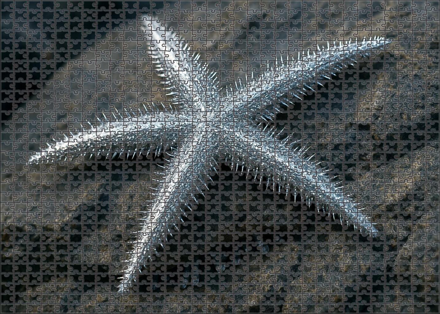 Silver-spined Starfish Hardy Echinoderm With Reflective Spines And Tube Feet 300 Piece Puzzle