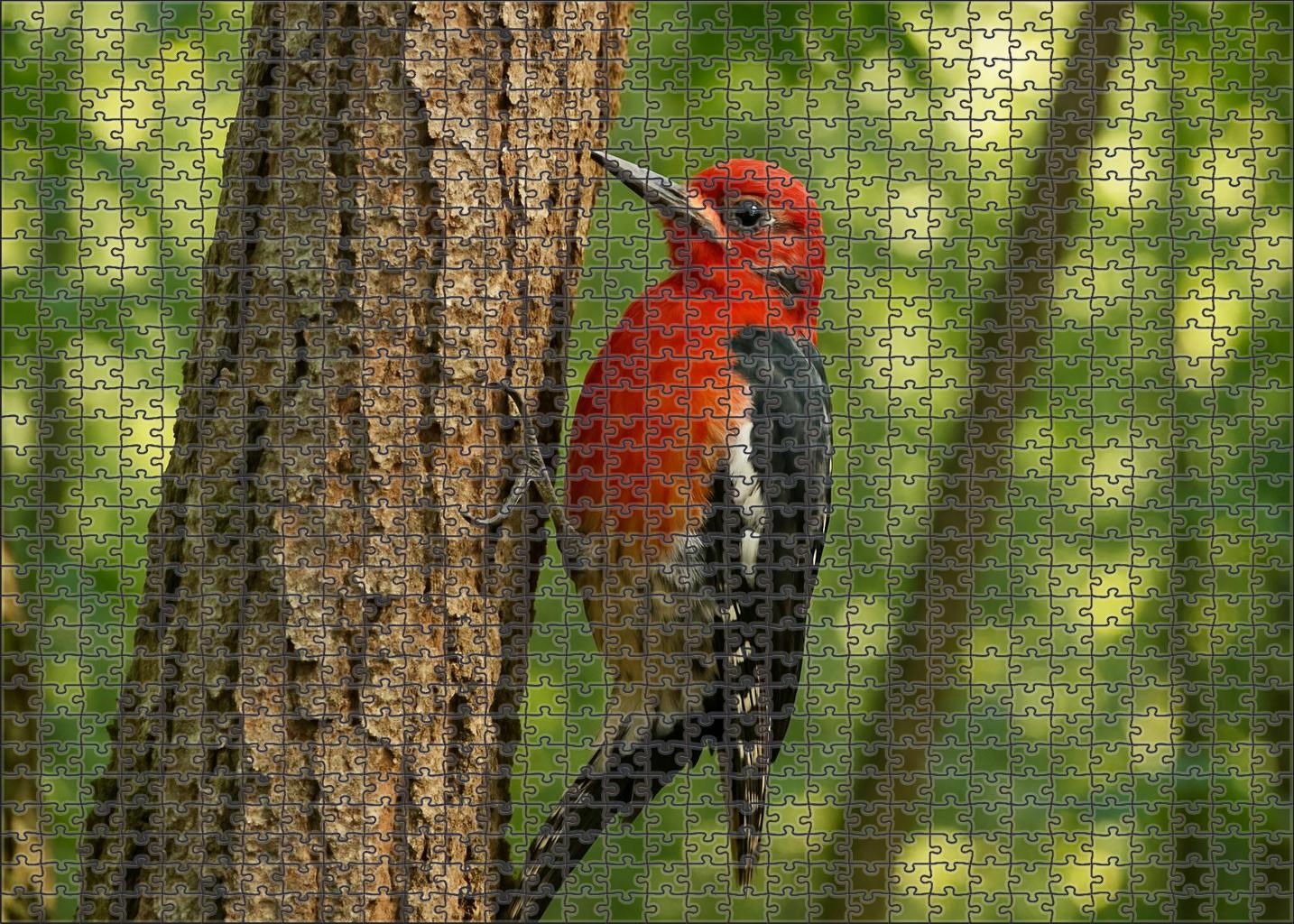 Crimson-breasted Woodpecker The Forest's Hammering Artist Puzzle Fun