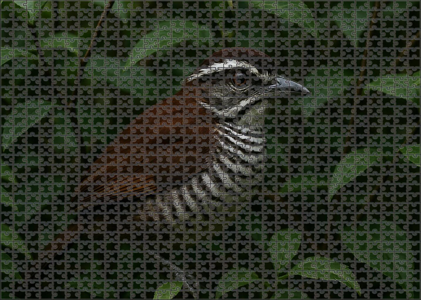 White-striped Puffbird Forests Patient Ambusher Challenging Puzzles