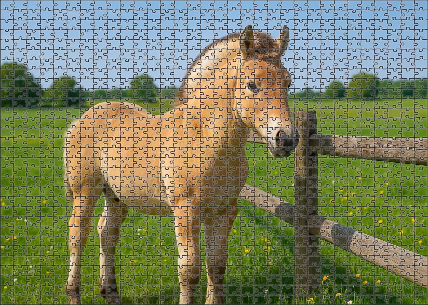 Snowcap Fjord Pony Colt 1000 Piece Puzzle