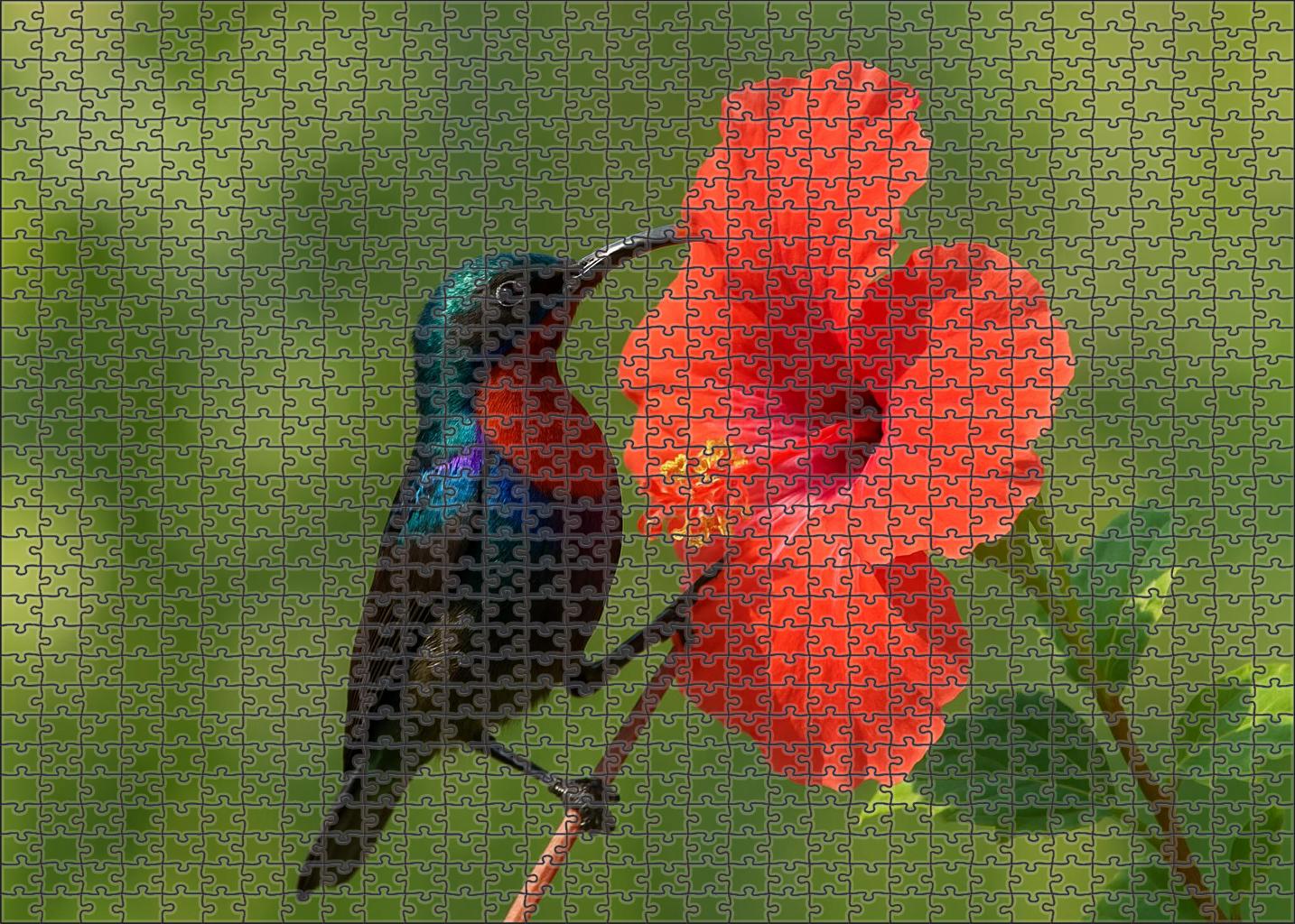 Copper-throated Sunbird Jewel Of The Blossoms Premium Puzzle Pieces