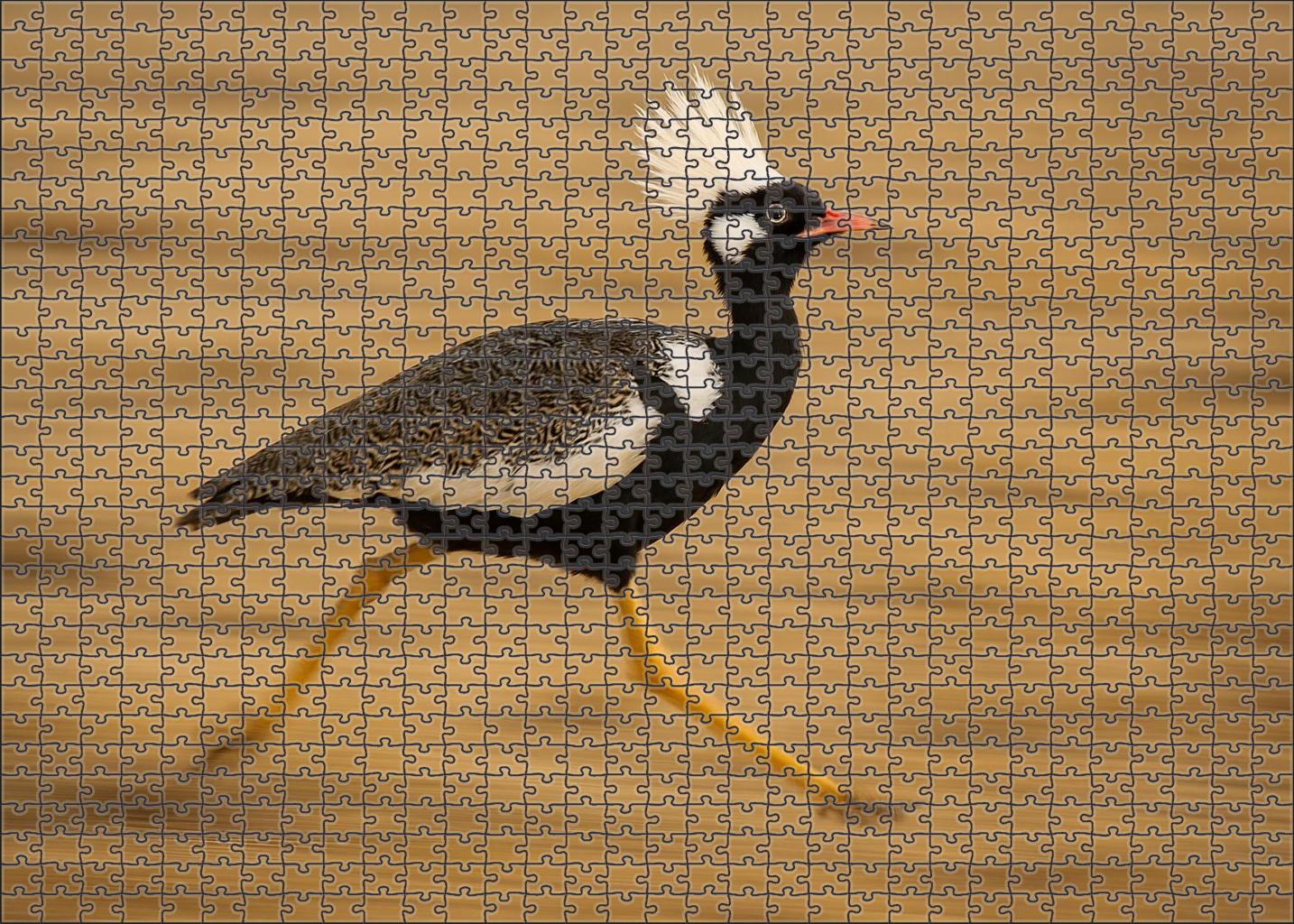 Ivory Crest Runner Agile Ground-dweller With Feathered Head Plumes Puzzle Fun