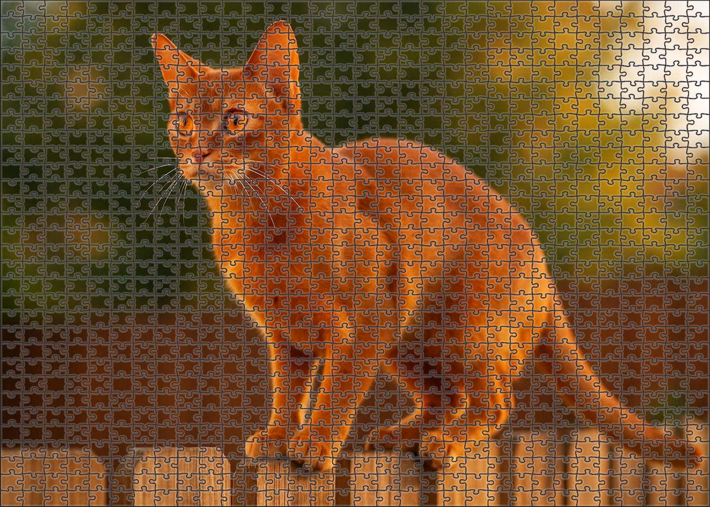 Amber Cascade Radiant Red Shorthair With Spirited Charm Family Puzzles