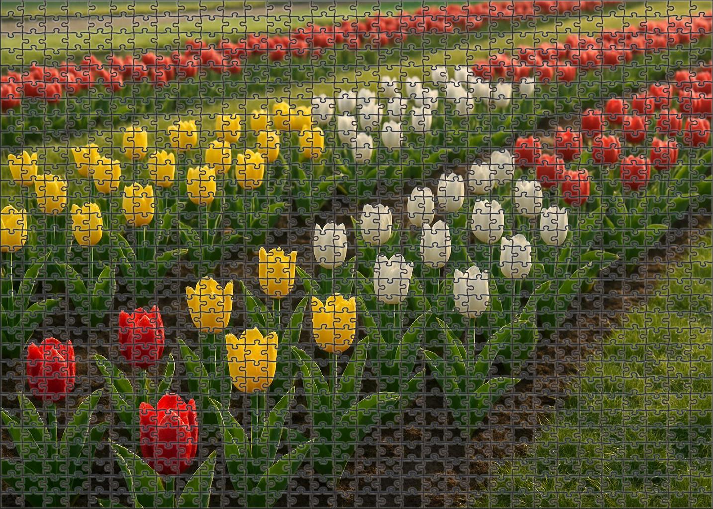 Morning Dew Tulip Bed Puzzle Challenge
