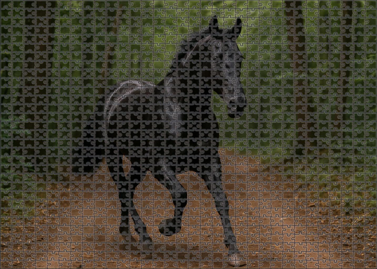 Onyx Whisper Sleek Black Gelding With Agile Ground-covering Stride Easy Puzzles