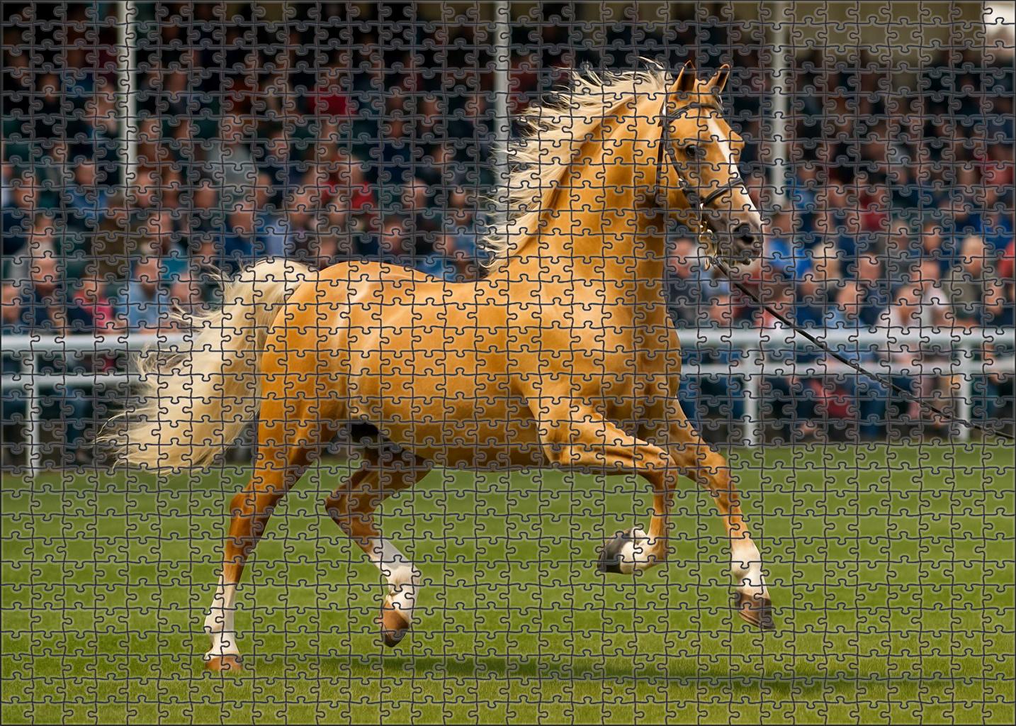 Golden Dawn Hackney Pony 1000 Piece Puzzle