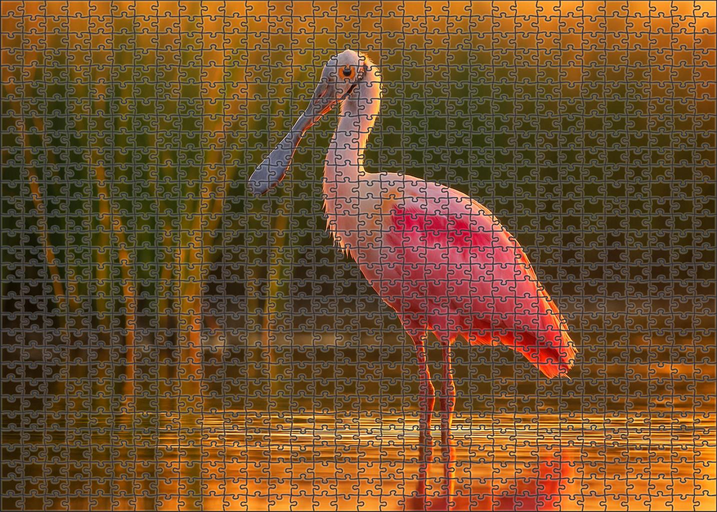 Roseate Spoonbill The Pink Wetland Dancer Puzzle Challenge