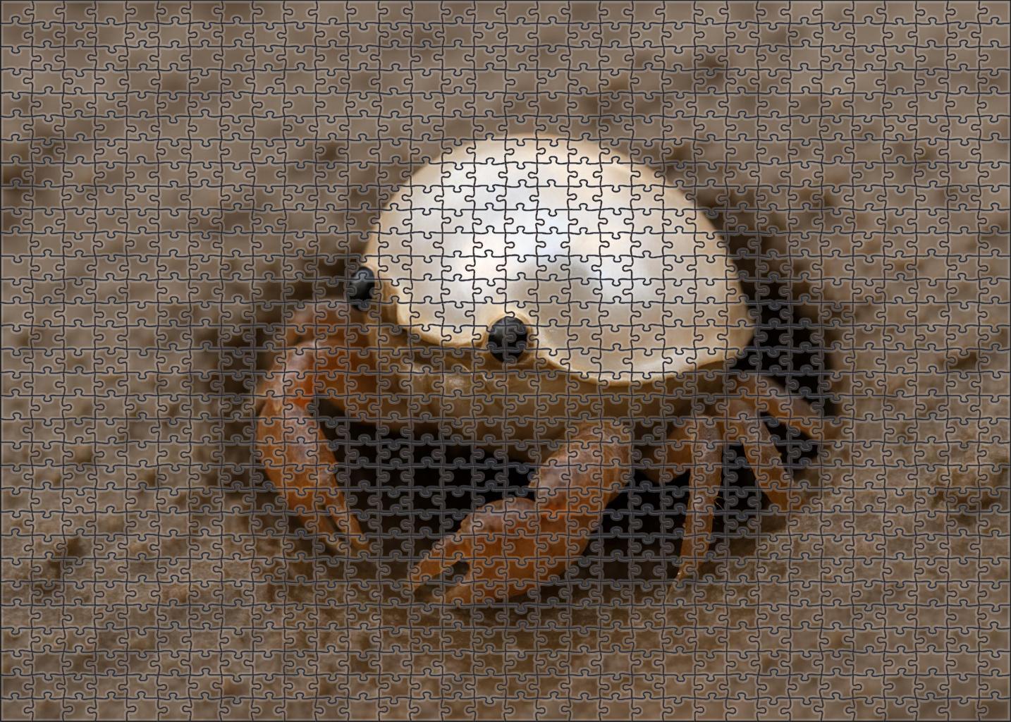 Pearlshell Crustacean Burrowing Scuttler With Shimmering Carapace 200 Piece Puzzle