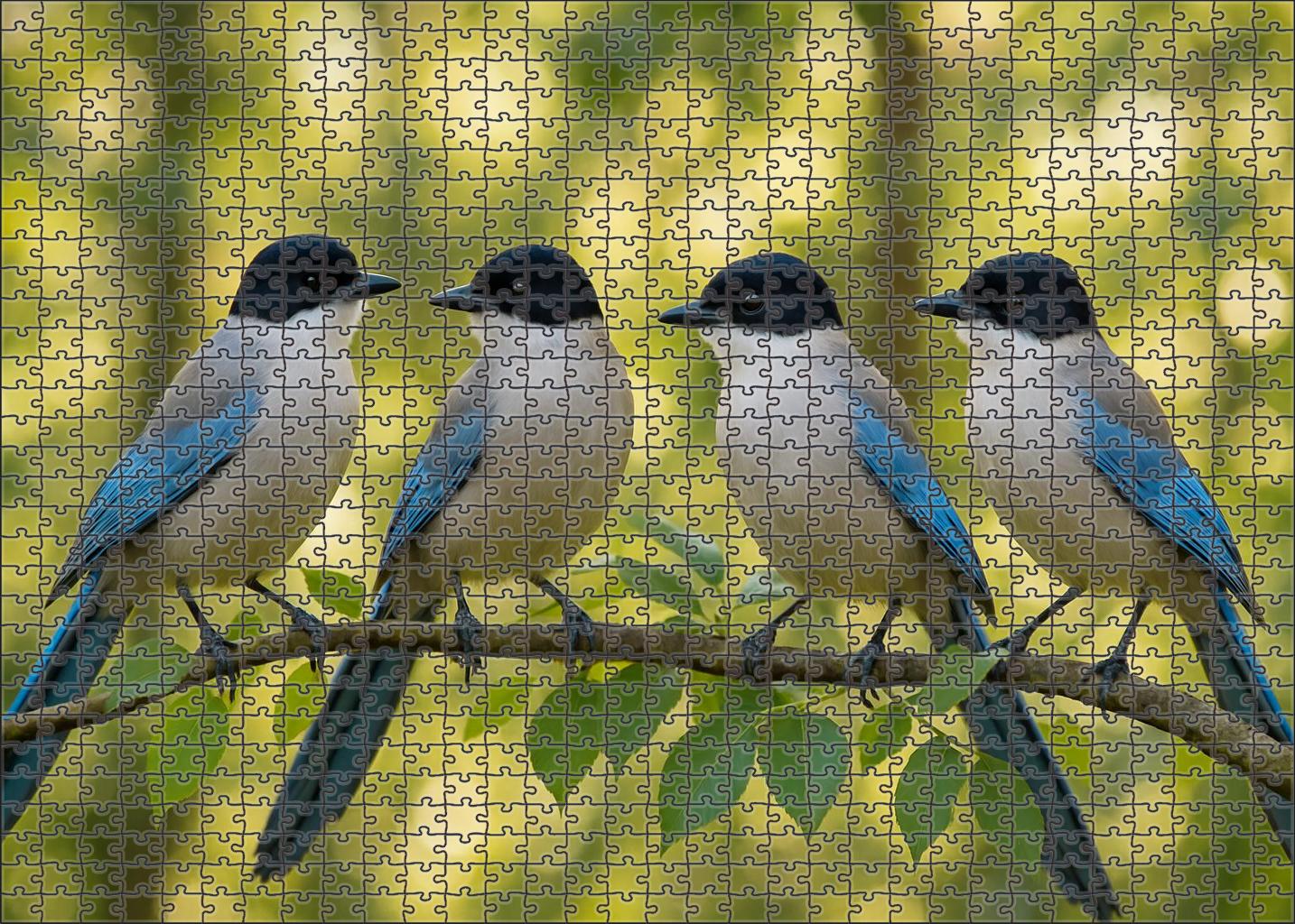 Azure-winged Magpie Intelligent Social Forager Puzzle Fun