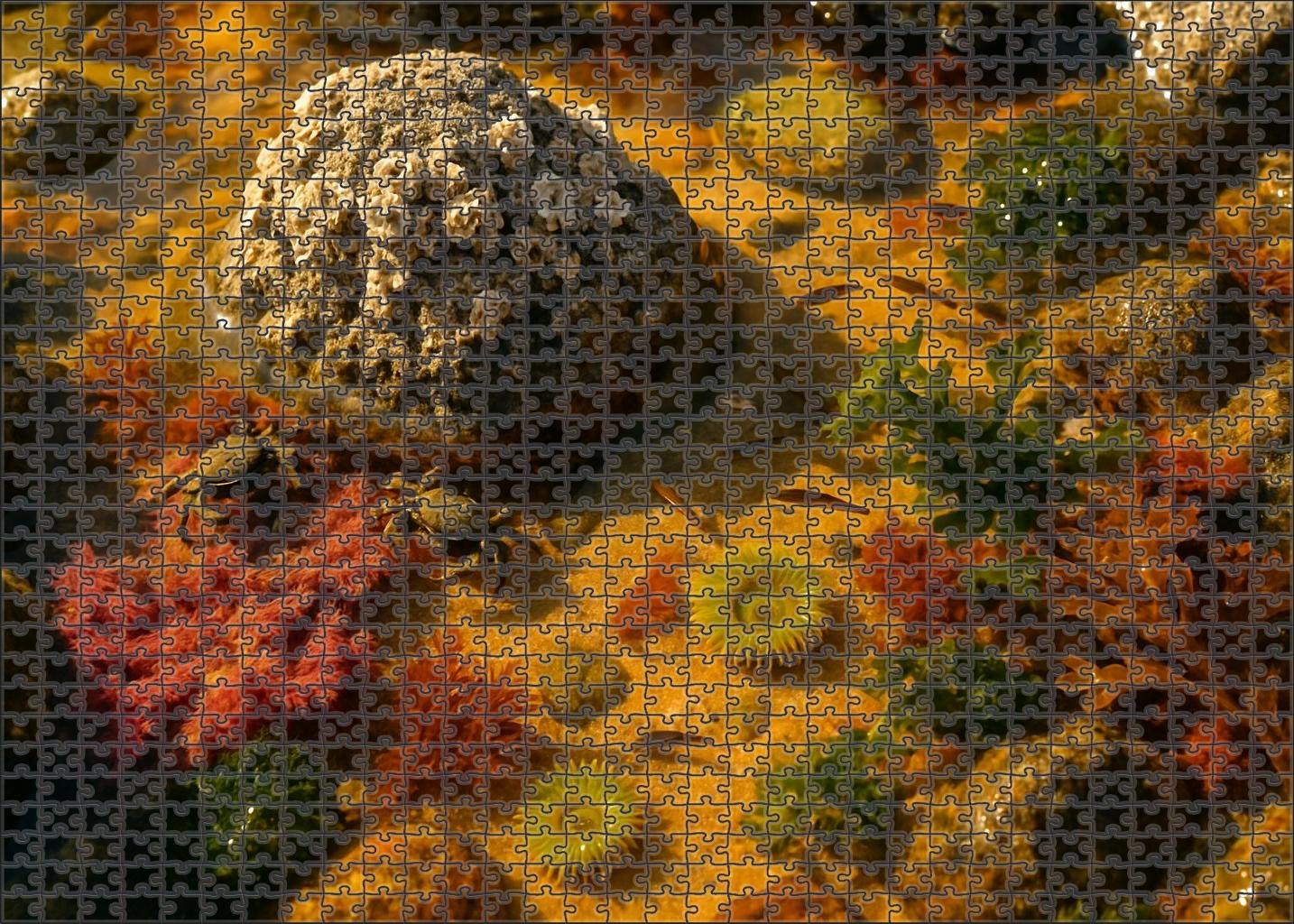Amber Tidepool Refuges Puzzle Challenge