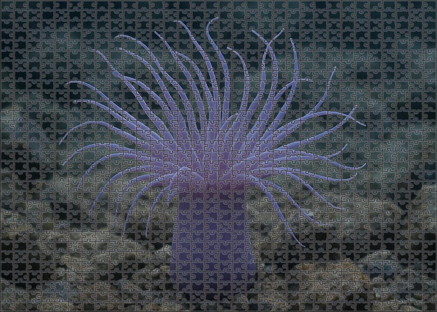 Lavender Sea Anemone Tentacled Predatory Polyp Family Puzzles